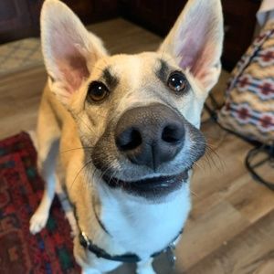 Meet your Posher, Peggy